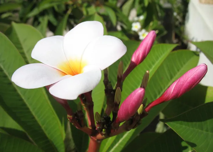 Casalice Nel Cuore Di * Lipari (Isola Lipari)
